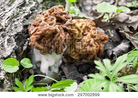 Gyromitra Esculenta Mushroom Growing In Spring Forest