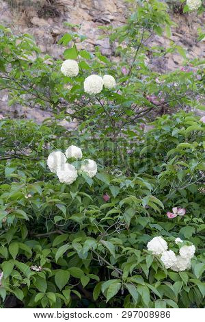 Flowers On The Bushes On The Background Of An Ancient Stone Wall