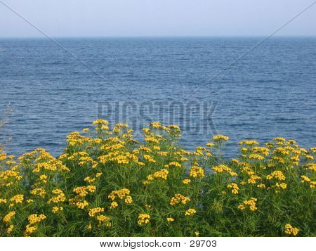 Flowers In The Lake