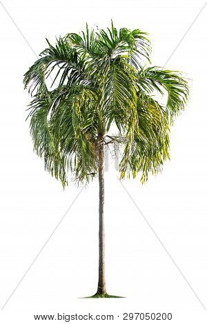 Isolated Big Palm Tree On White Background.large Palm Trees Database Botanical Garden Organization E