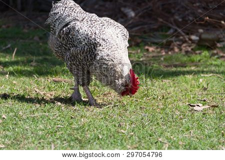 Bataraz Rooster Walking On The Grass In The Farm