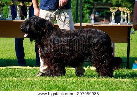 Dog Breed Briard Standing On The Grass