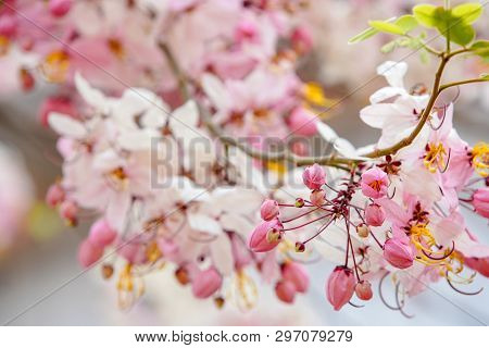 Kanlapaphruek Flowers (cassia Bakeriana)  Are Primarily In Asia.