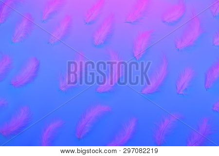 Gradient Plastic Pink, Blue And Proton Purple Background With Neon Feathers.glowing Neon. Trendy Des