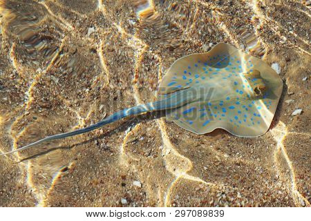 Taeniura Lymma Fish In The Egypt