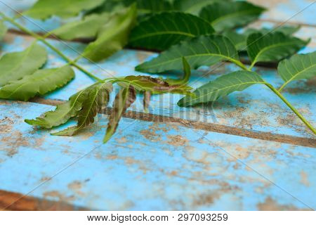 Nature Fresh Neem On Old Blue Wooden