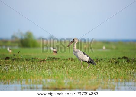 Asian Open-billed Or Anastomus Oscitans Standing On The Green Field At Phatthalung Province, Thailan