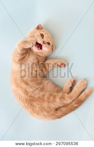 Smiling Cat. Cute Little Scottish Fold Kiten On Blue Background. Close Up, Top View