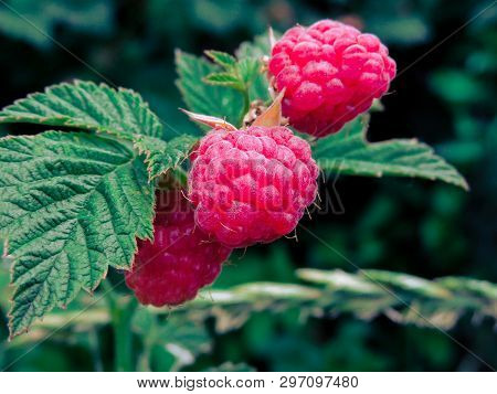 Fresh Raspberries Background. Strawberry. Food Background.copy Space. Top View, Healthy Food For Bre