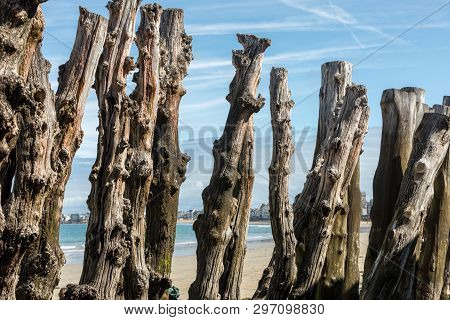 Big Breakwater, 3000 Trunks To Defend The City From The Tides, Plage De L Eventail Beach In Saint-ma
