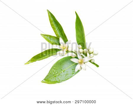 Neroli Blossom. Orange Tree Branch With White Fragrant Flowers, Buds And Leaves Isolated On White.