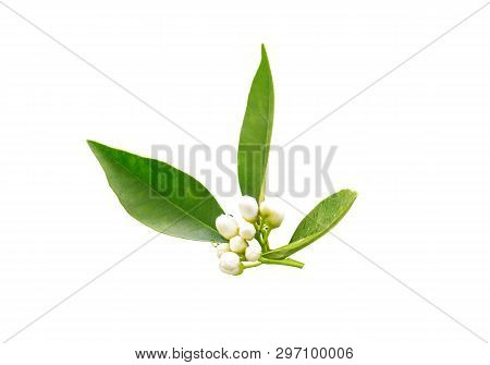 Orange Tree Flowers Buds And Dark Green Foliage After Spring Rain Isolated On White. Neroli Blossom.