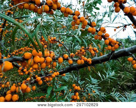 Branch Of Orange Sea Buckthorn Berries. Sea-buckthorn On The Tree .sea Buckthorn Berries On The Bran