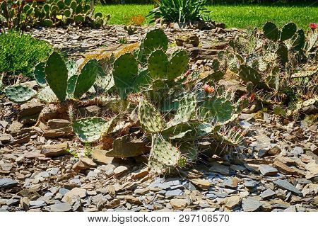 Opuncia Cactus Texture