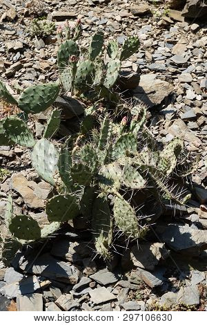 Opuncia Cactus Texture