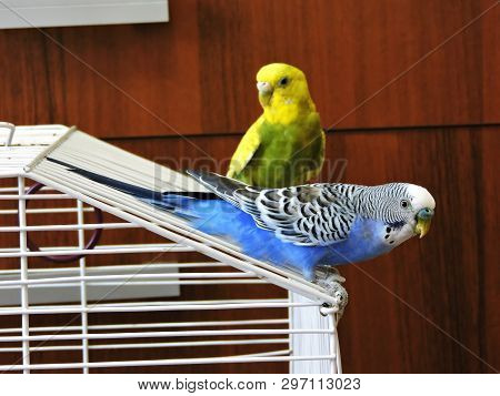Budgerigar Close Up On The Bird Cage.melopsittacus Undulatus.wavy Parrot Sits On A Perch In A Cage.p