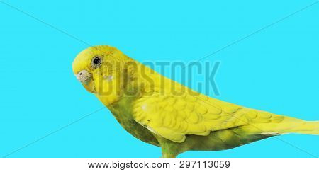 Budgerigar Close Up On The Bird Cage.melopsittacus Undulatus.wavy Parrot Sits On A Perch In A Cage.p