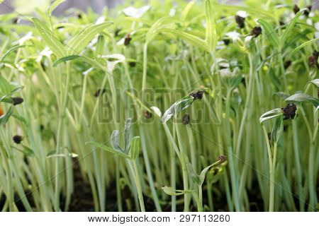Close Up Fresh Green Ipomcea Aquatica Plant In Nature Garden