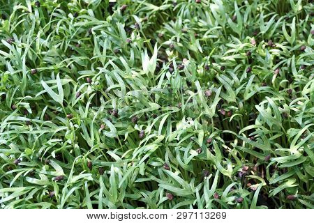 Close Up Fresh Green Ipomcea Aquatica Plant In Nature Garden