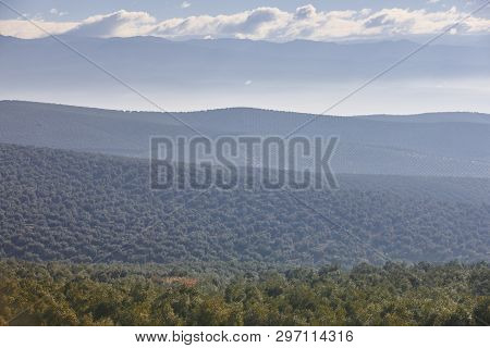 Olive Tree Fields In Andalusia. Spanish Agricultural Harvest Landscape. Jaen