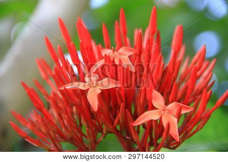Red Ixora Flower (spike Flower Or Ixora Coccinea Flower). Red Ixora Bud And Blooming With Natural Ba