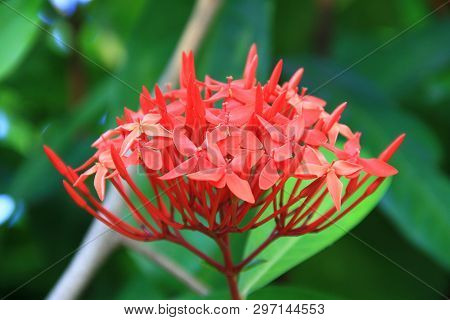 Red Ixora Flower (spike Flower Or Ixora Coccinea Flower). Red Ixora Bud And Blooming With Natural Ba