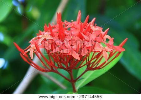 Red Ixora Flower (spike Flower Or Ixora Coccinea Flower). Red Ixora Blooming With Natural Background