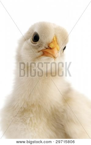 gros plan de poulet isolé sur fond blanc
