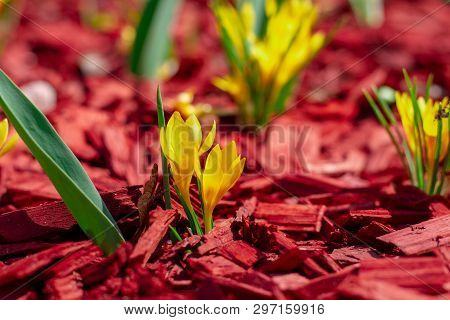 Bright Yellow Flowers On A Red Mulch Flowerbed Close-up. Beautiful Mulching Flower Beds. Pine Chips 