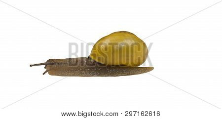 forest snail, Cepaea nemoralis on a white background