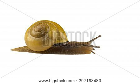 Forest Snail, Cepaea Nemoralis On A White Background