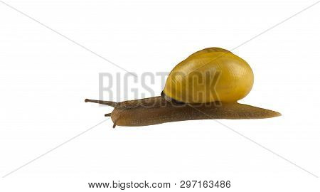 forest snail, Cepaea nemoralis on a white background