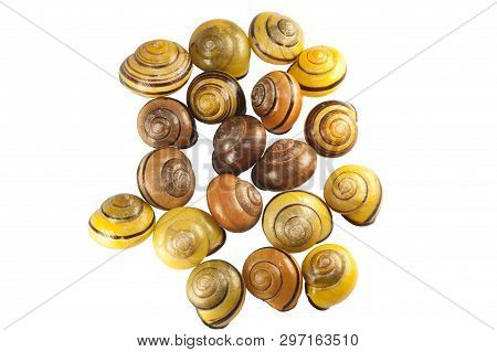 Scattering Of Shells Of Forest Snail Cepaea Nemoralis On White Background