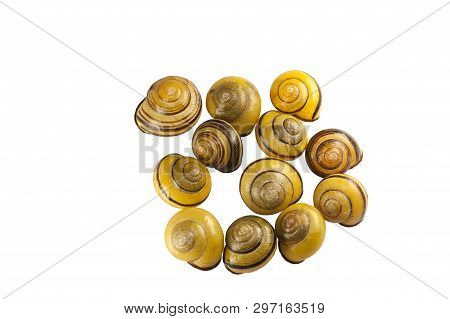 Scattering Of Shells Of Forest Snail Cepaea Nemoralis On White Background