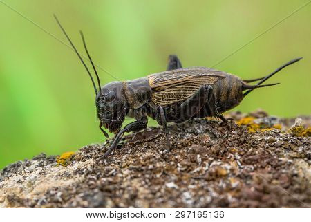 Field Cricket Gryllus Campestris In Czech Republic