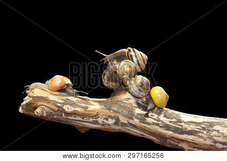 group forest snail, Cepaea nemoralis sits on the branch