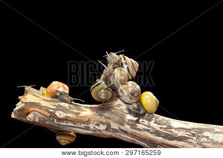 Group Forest Snail, Cepaea Nemoralis Sits On The Branch