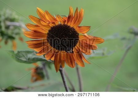 A Uniquely Colored Sunflower Is Host To A Bumble Bee. A Bokeh Background Was Captured.