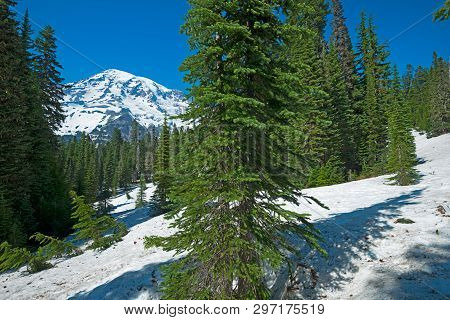 Mount Rainier From Nisqually Vista Trail, Mount Rainier National Park, Washington State, Usa