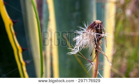 Macro Photography Of A Wind Beaten Dandelion Seed Head. Captured At The Andean Mountains Of Central 