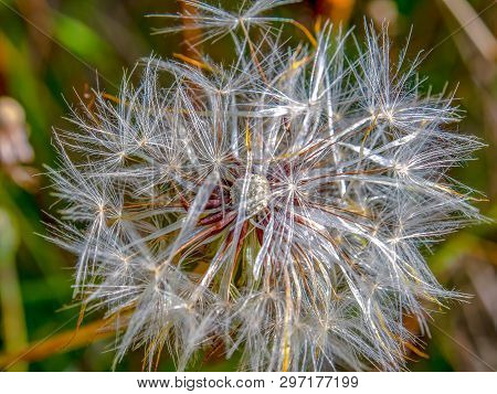Macro Photography Of A Sloopy Dandelion Seed Puff. Captured At The Andean Mountains Of Central Colom