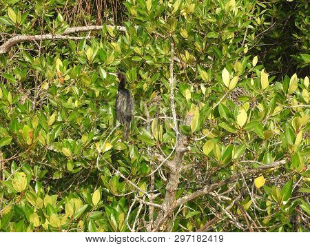 Black Cormorant Sitting On A Tree Branch. Sri Lanka Is A Natural Habitat.