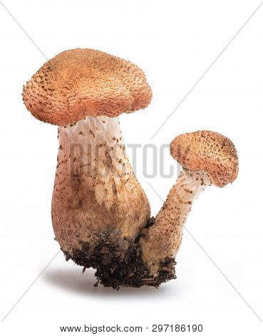 Honey Fungus  Isolated On A White Background