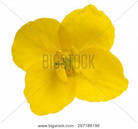 Rapeseed (brassica Napus ) Flower Head Isolated On White