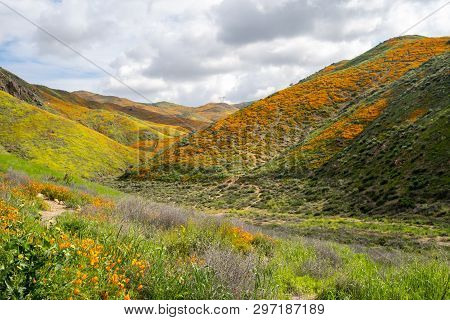 Walker Canyon In Lake Elsinore California, Covered In Poppies And Other Wildflowers During A Superbl