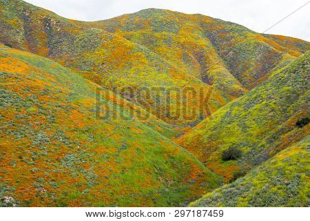 Beautiful, Colorful, Wildflower-covered Hills Of Walker Canyon During A Superbloom