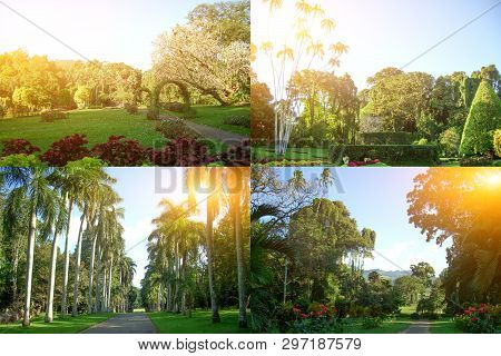 Royal Botanical Garden With Landscape Design In Sri Lanka. A Collage Of Four Photos
