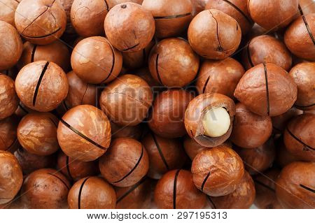 Texture Of Organic Macadamia Nut Fresh Natural Fruit Shelled One Nut In Full Frame Close-up View