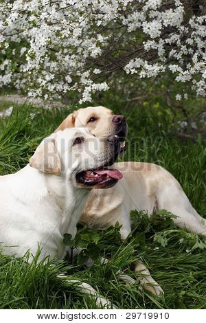 Due Labrador giallo sotto un albero di Bloomig