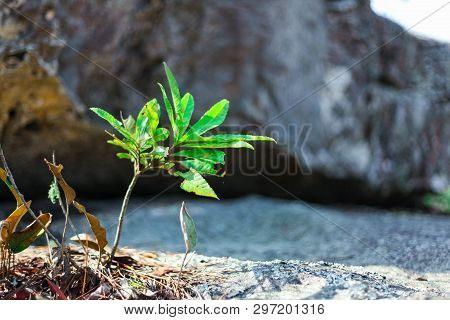 The Trees In The Forests Are Lush. Fresh Green Available With A Very Natural.